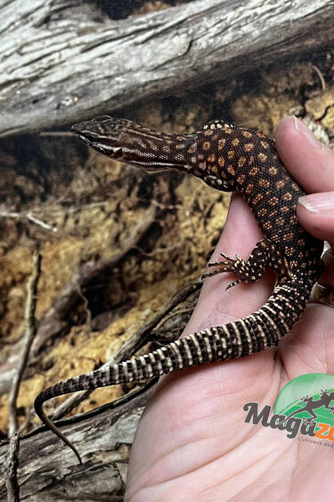 Magazoo Varan à queue épineuse rouge bébé Élevé et né en captivité