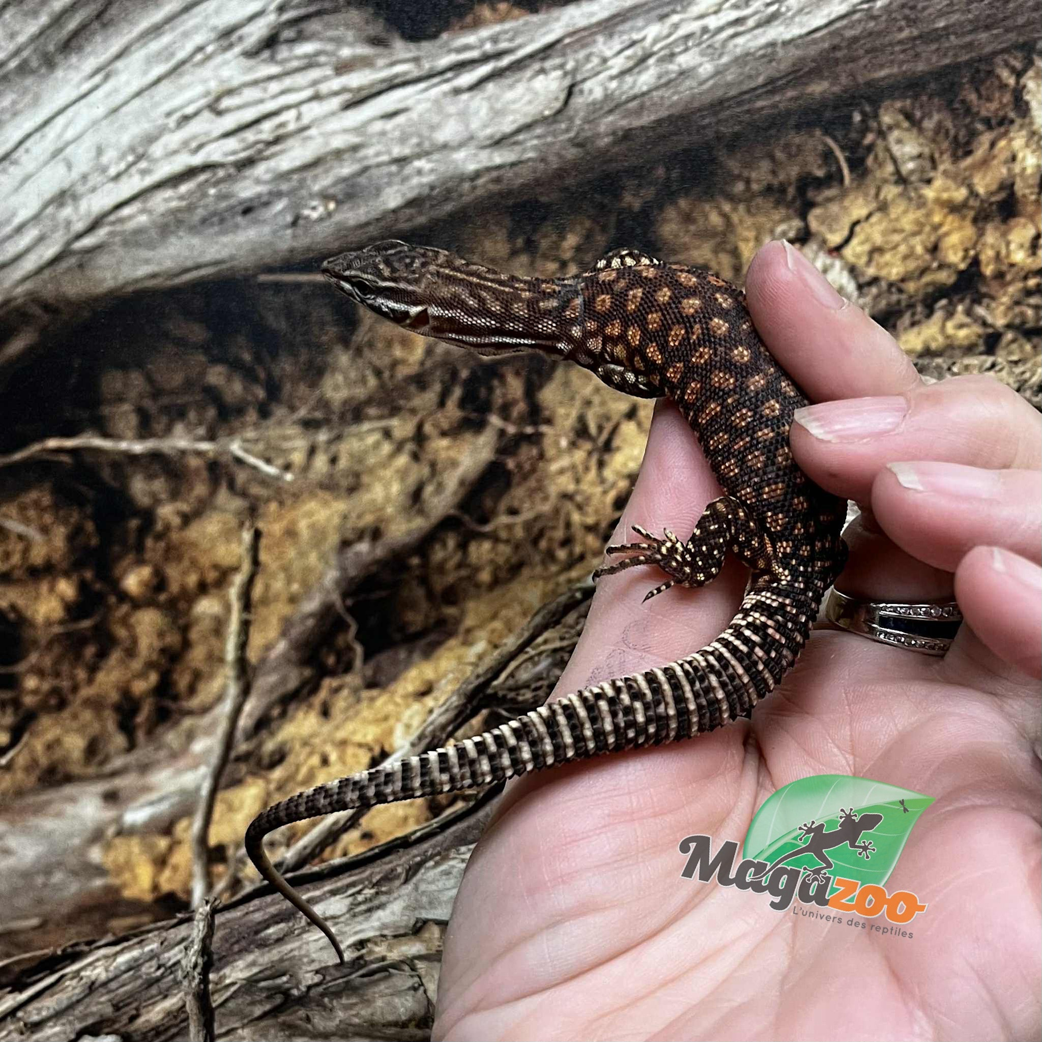 Magazoo Baby Ackie Monitor Captive Born