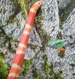 Magazoo Albino Female Tricolor Honduran Milk Snake 07/22/25