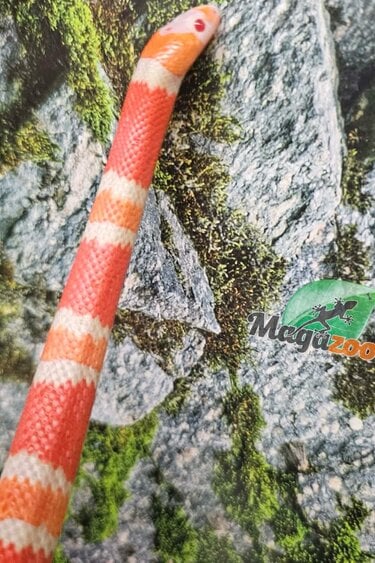 Magazoo Albino Female Tricolor Honduran Milk Snake 07/22/25