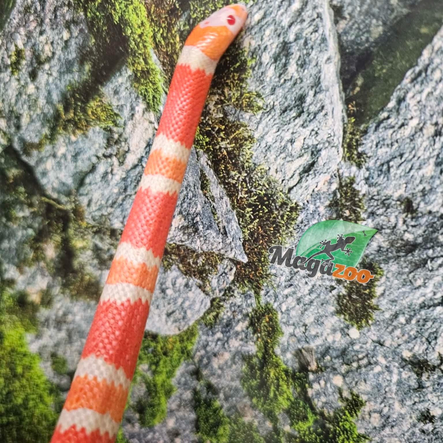 Magazoo Albino Female Tricolor Honduran Milk Snake 07/22/25