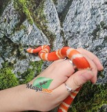 Magazoo Albino Female Tricolor Honduran Milk Snake 07/22/25