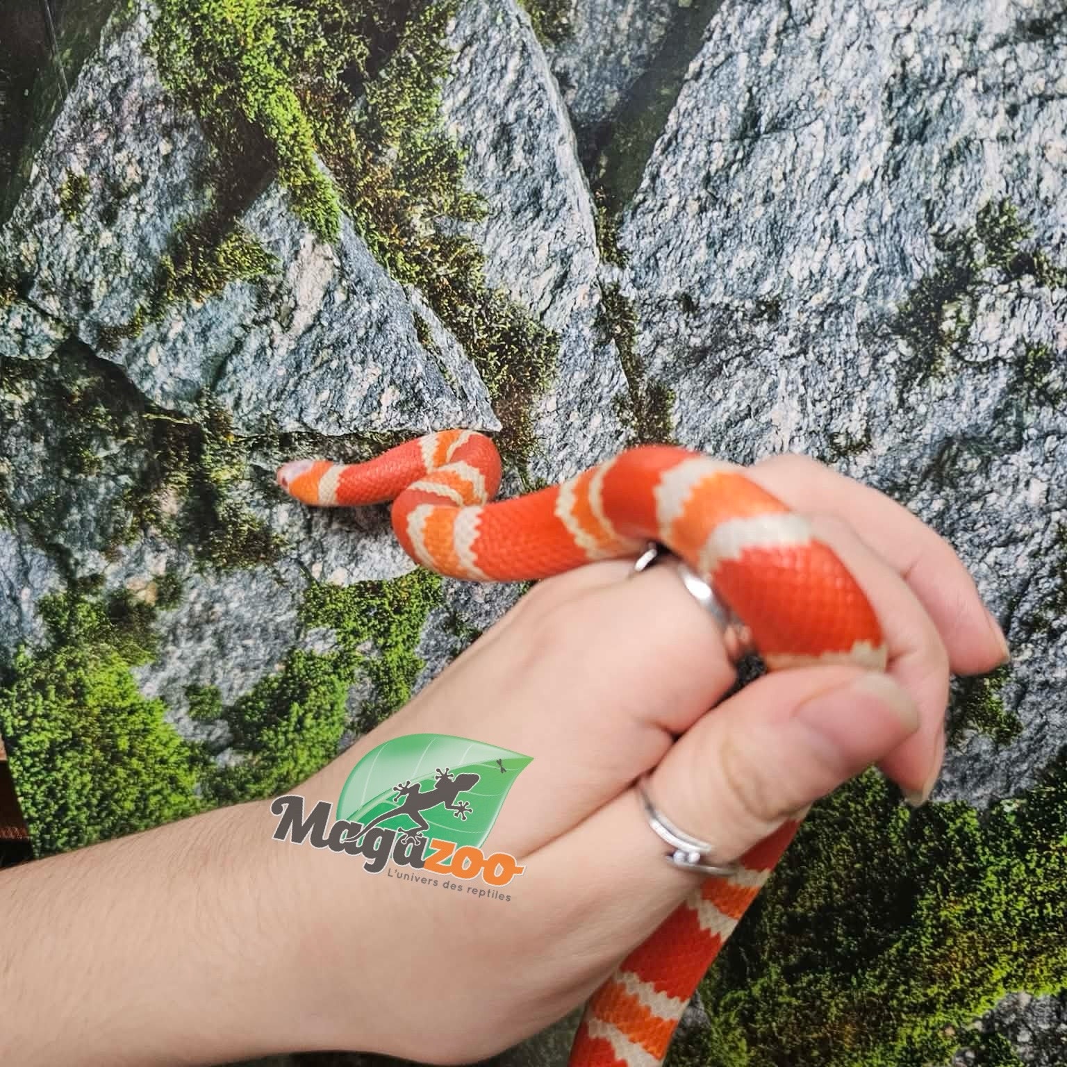 Magazoo Albino Female Tricolor Honduran Milk Snake 07/22/25