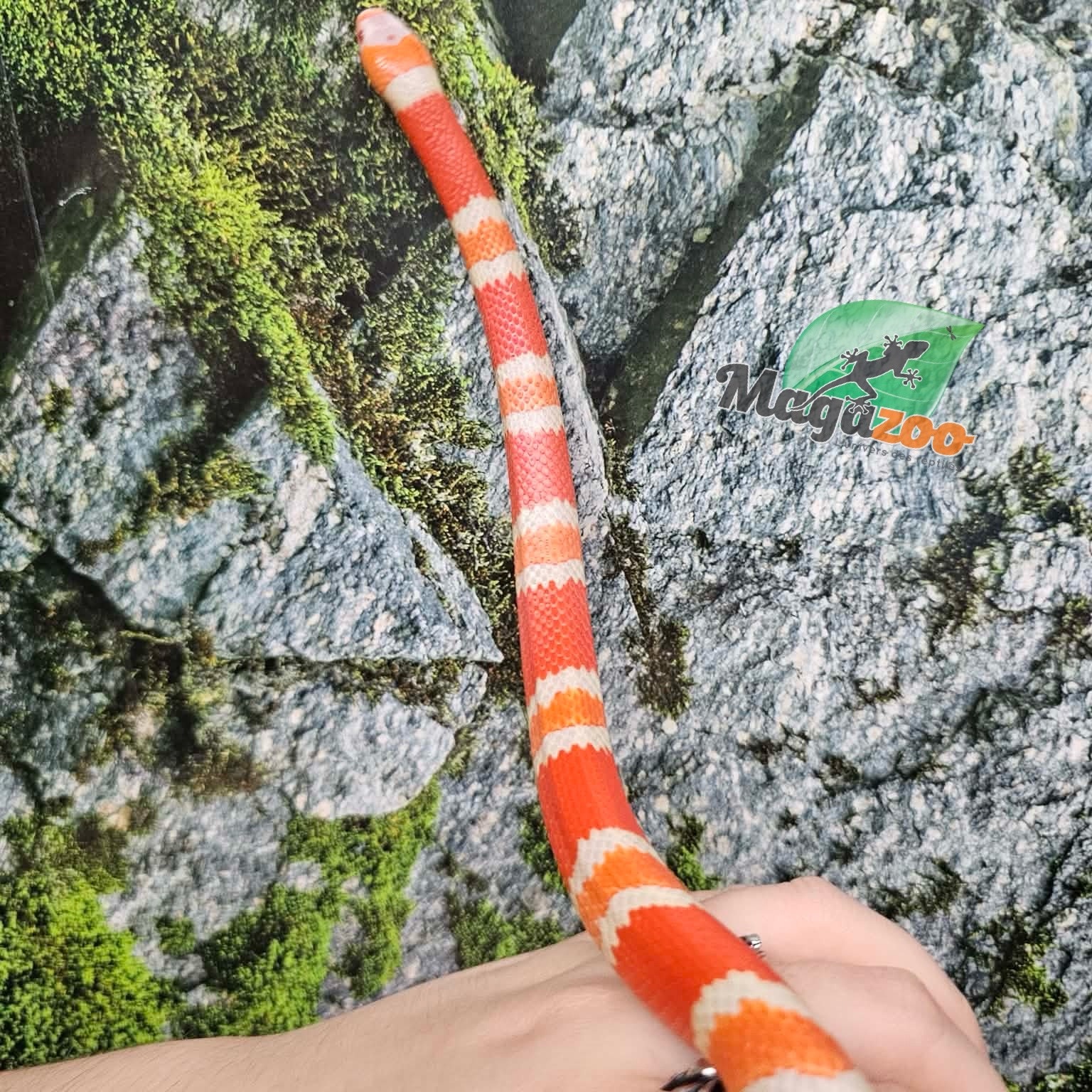 Magazoo Albino Female Tricolor Honduran Milk Snake 07/22/25