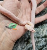 Magazoo Male Tessera Snow Corn snake  07/27/25