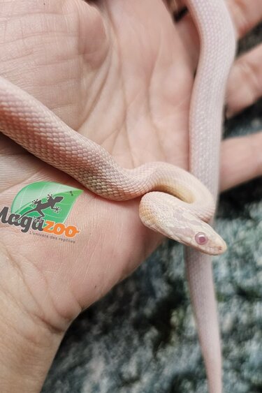 Magazoo Male Tessera Snow Corn snake  07/27/25