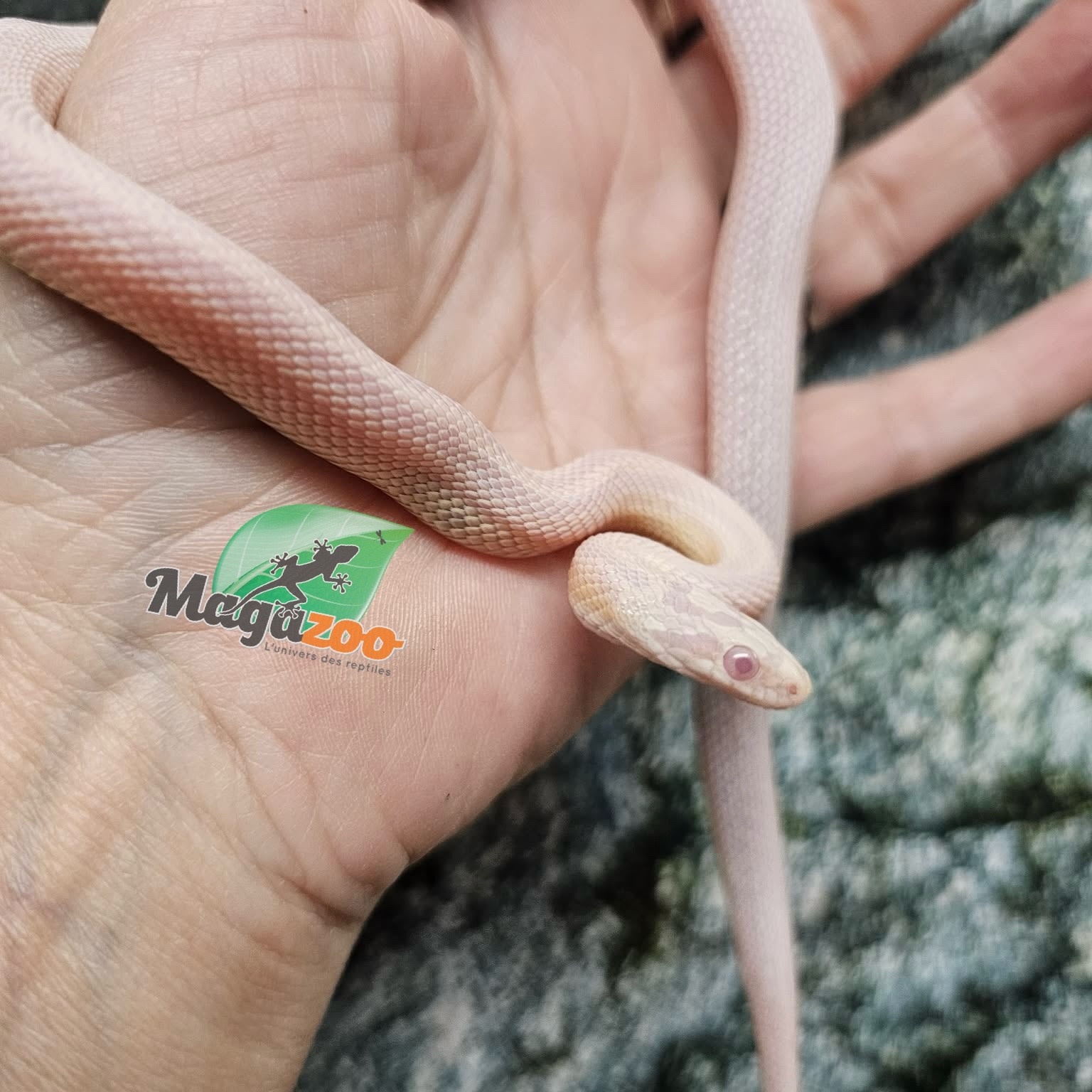 Magazoo Male Tessera Snow Corn snake  07/27/25