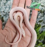 Magazoo Serpent des blés Tessera Snow Mâle 27/07/25