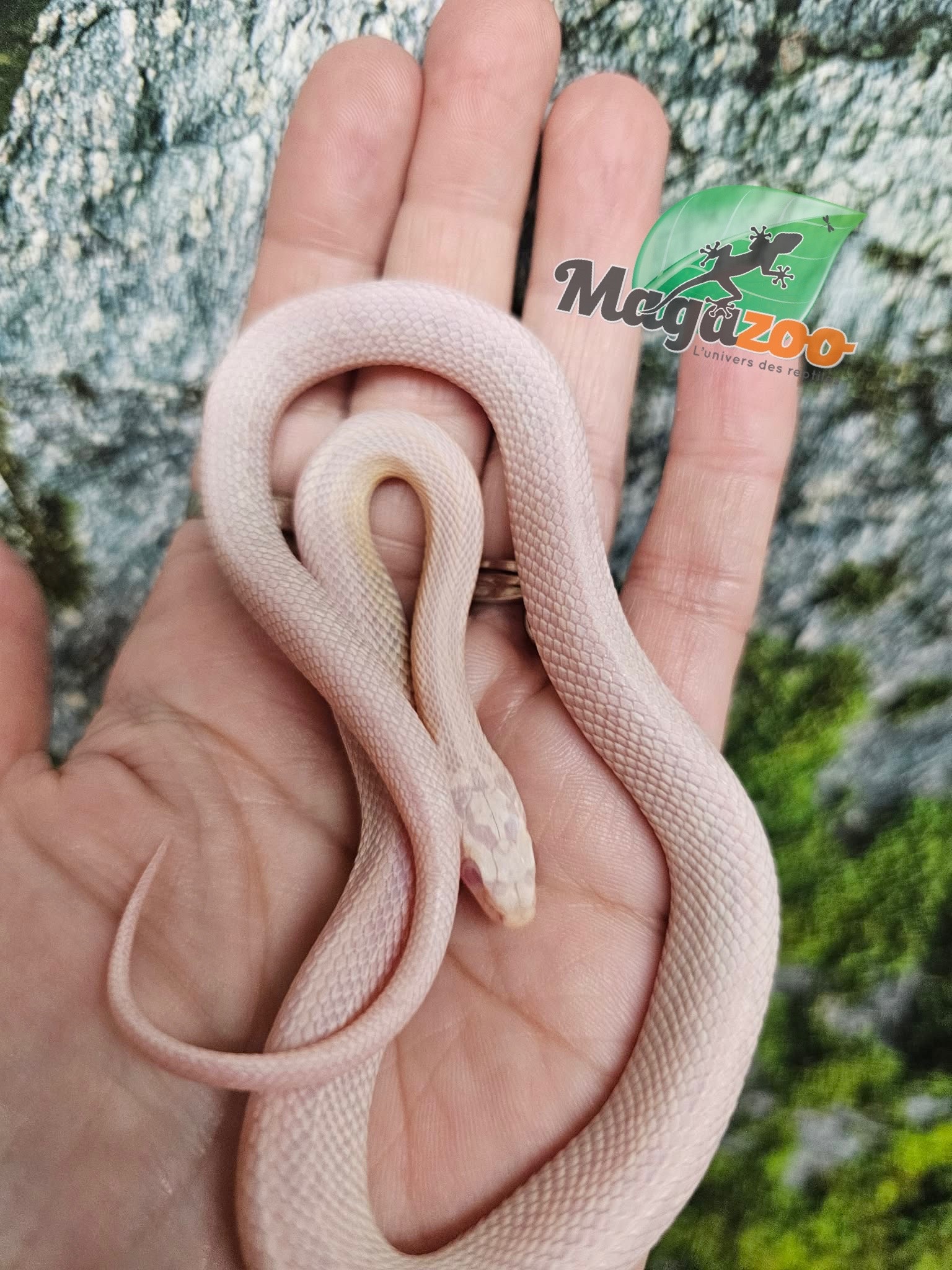 Magazoo Serpent des blés Tessera Snow Mâle 27/07/25