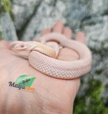 Magazoo Male Tessera Snow Corn snake  07/27/25