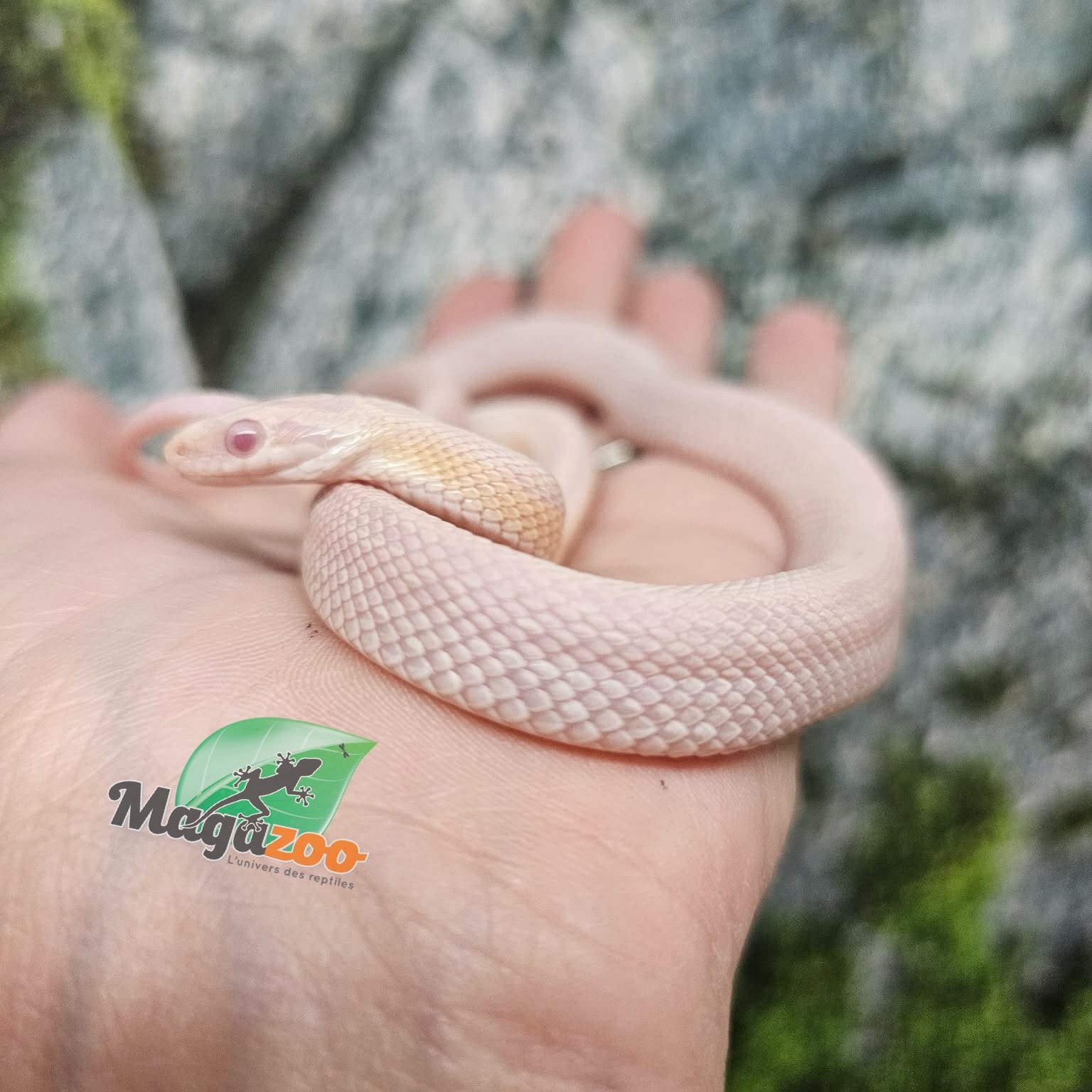 Magazoo Male Tessera Snow Corn snake  07/27/25