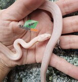 Magazoo Male Tessera Snow Corn snake  07/27/25