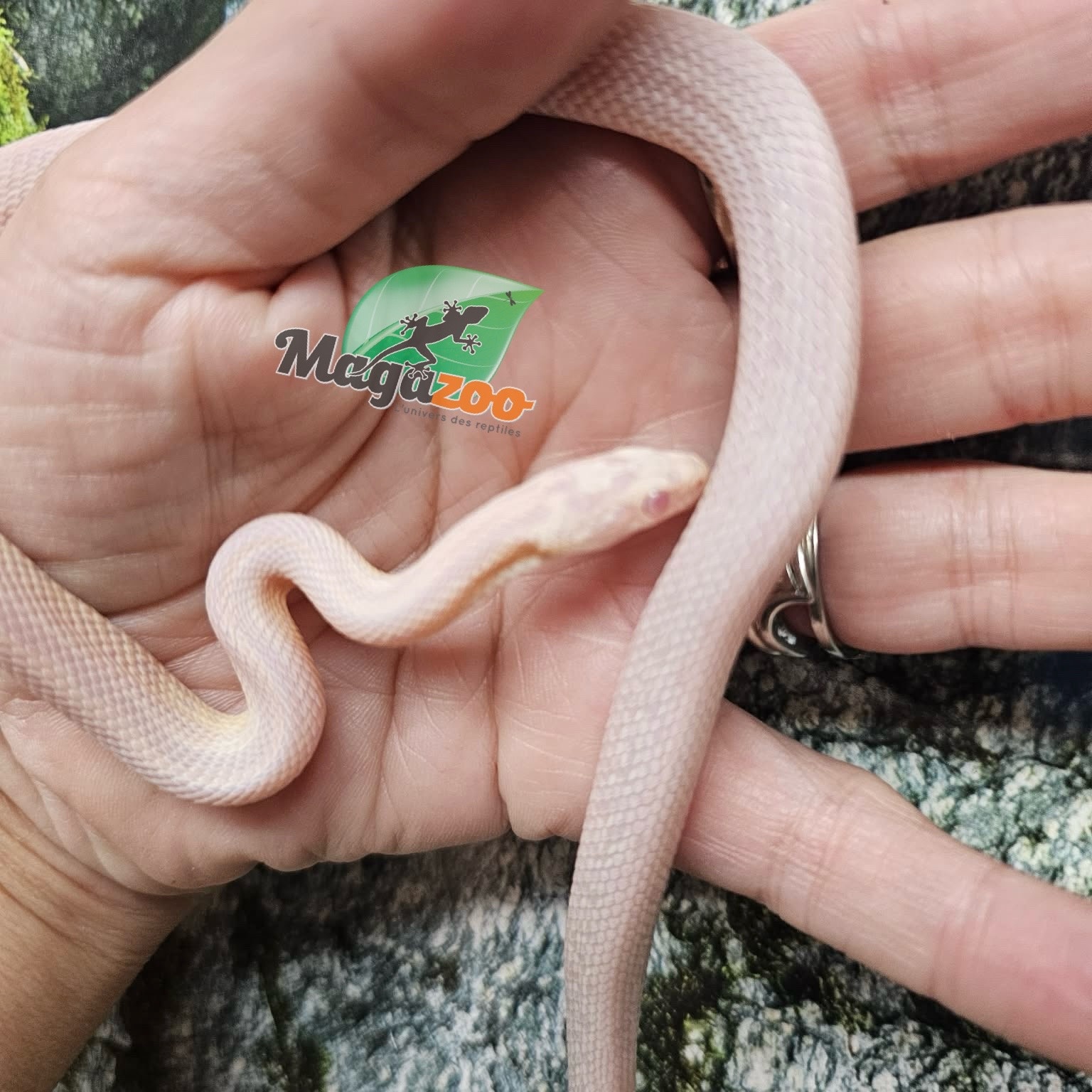 Magazoo Male Tessera Snow Corn snake  07/27/25