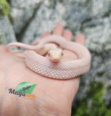 Magazoo Male Tessera Snow Corn snake  07/27/25