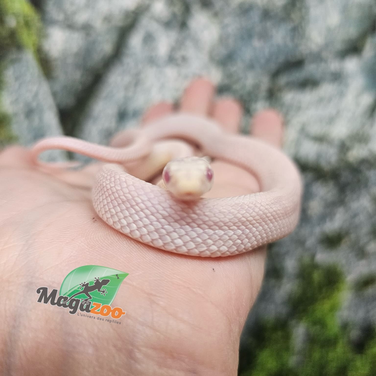Magazoo Male Tessera Snow Corn snake  07/27/25