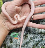 Magazoo Male Tessera Snow Corn snake  07/27/25