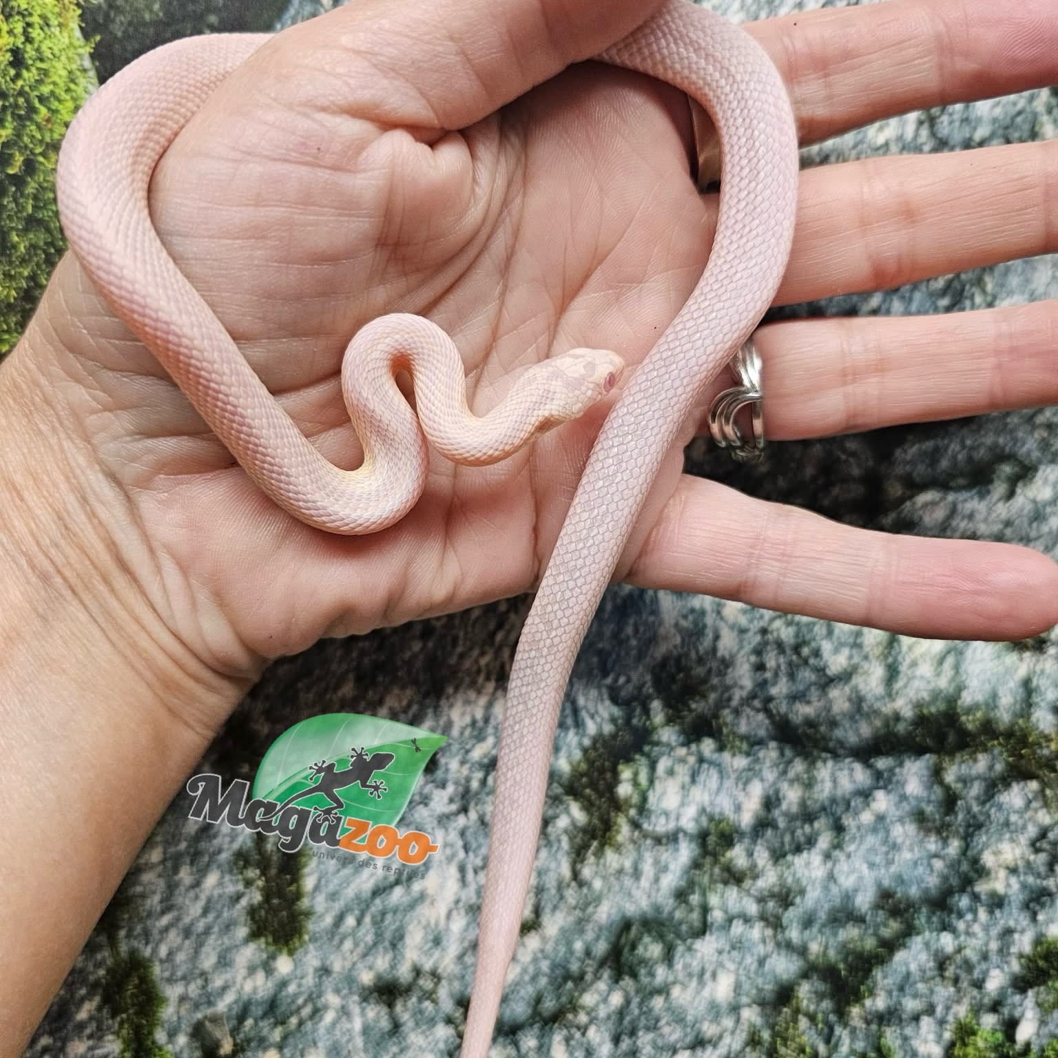 Magazoo Male Tessera Snow Corn snake  07/27/25