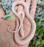 Magazoo Male Tessera Snow Corn snake  07/27/25