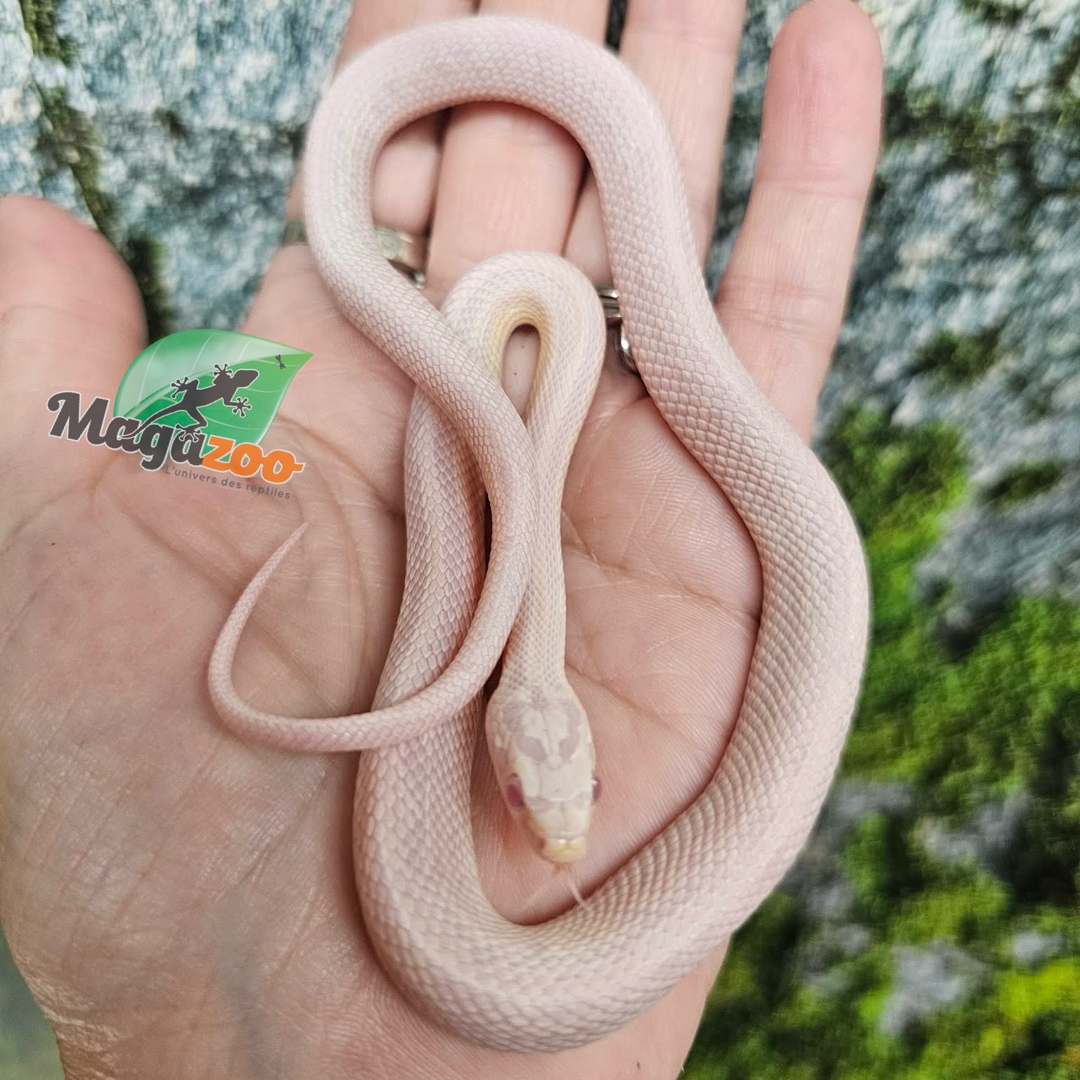 Magazoo Male Tessera Snow Corn snake  07/27/25