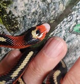 Magazoo Serpent laitier Nelson tacheté (Splotched) Mâle 8/8/25