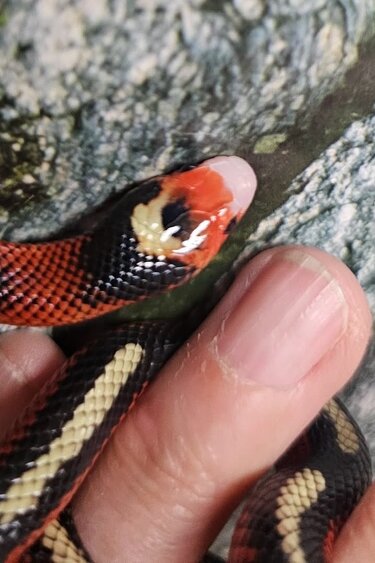 Magazoo Male Spotted Nelson milk snake 08/08/25