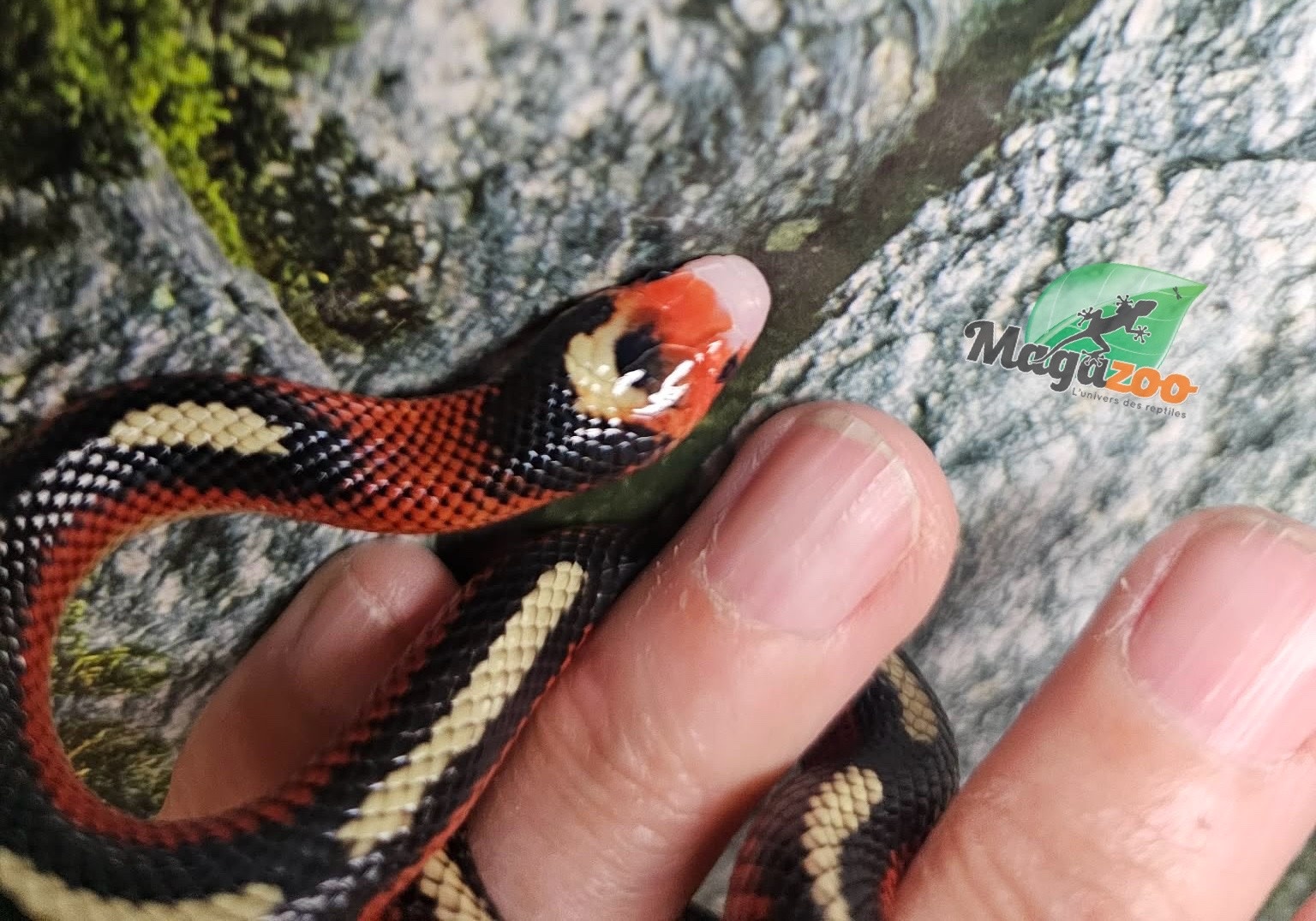 Magazoo Serpent laitier Nelson tacheté Mâle 8/8/25