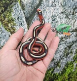 Magazoo Serpent laitier Nelson tacheté (Splotched) Mâle 8/8/25