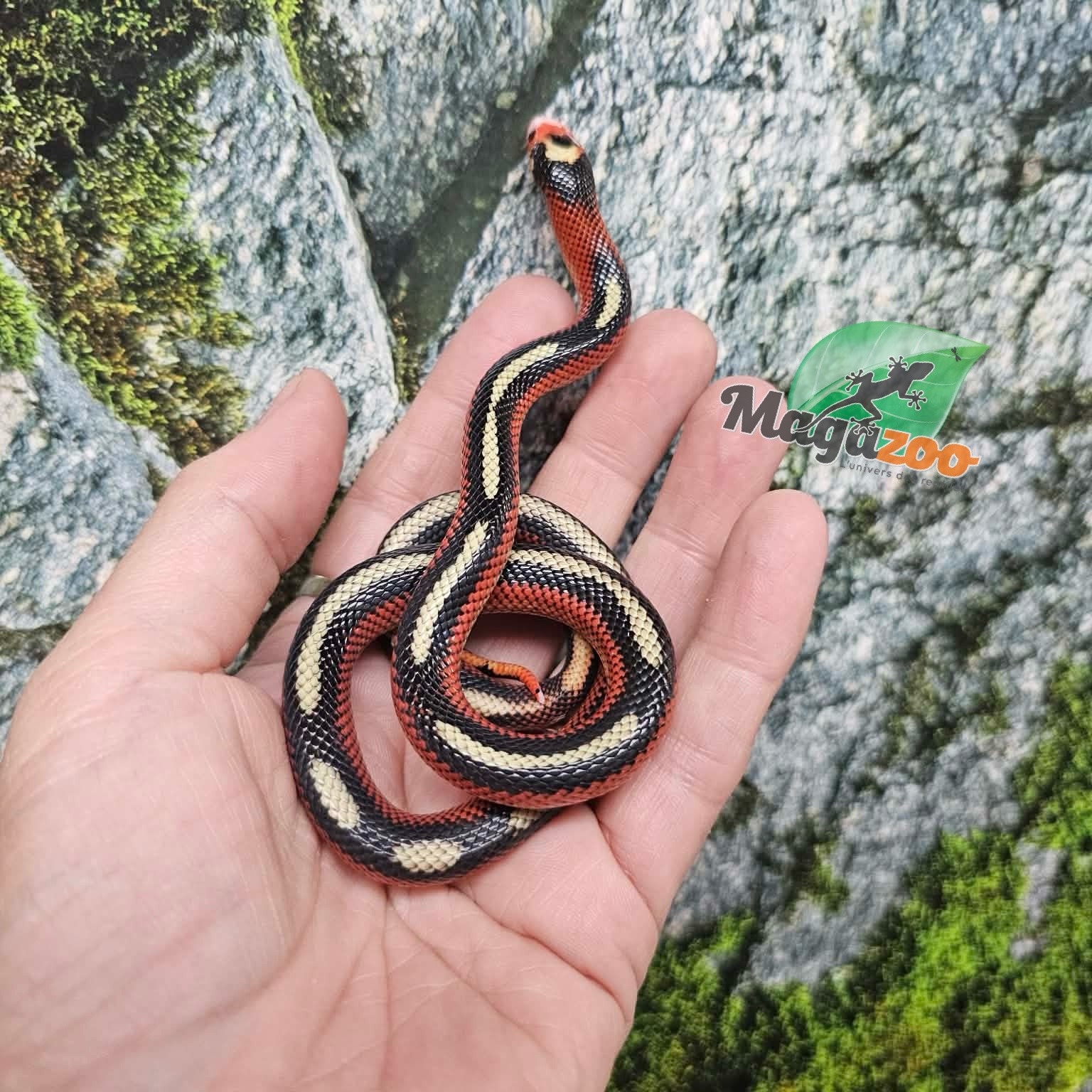 Magazoo Serpent laitier Nelson tacheté Mâle 8/8/25