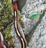 Magazoo Serpent laitier Nelson tacheté (Splotched) Mâle 8/8/25