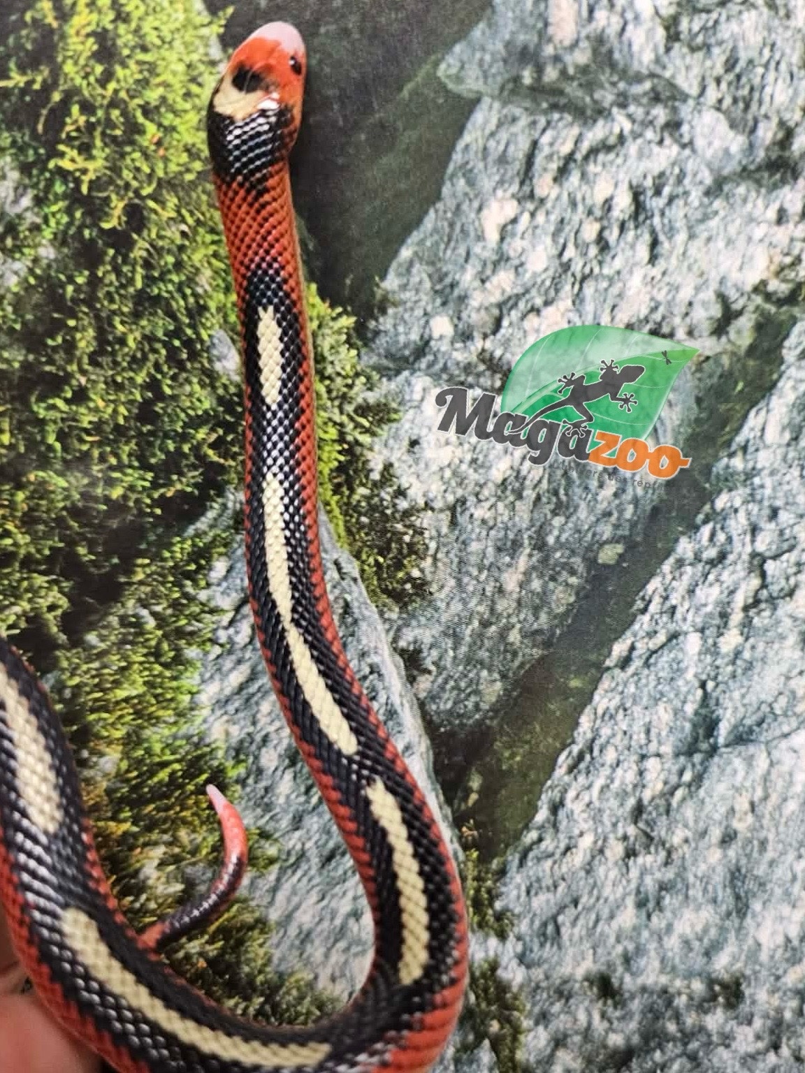 Magazoo Serpent laitier Nelson tacheté (Splotched) Mâle 8/8/25
