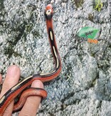 Magazoo Serpent laitier Nelson tacheté (Splotched) Mâle 8/8/25