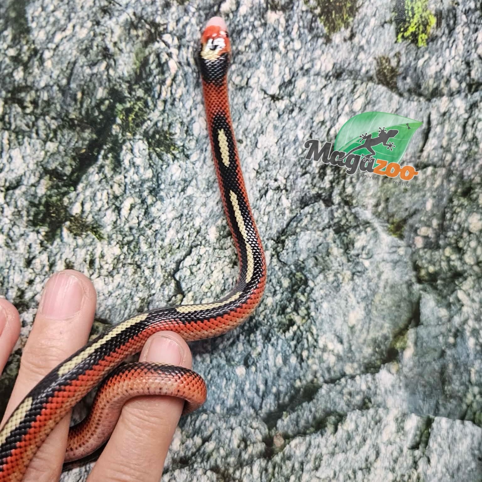 Magazoo Male Spotted Nelson milk snake 08/08/25