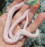 Magazoo Male Baby Palmetto Amel #3 (slight big eyes) 08/08/25