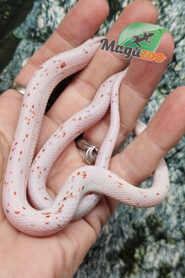 Magazoo Male Baby Palmetto Amel #3 (slight big eyes) 08/08/25