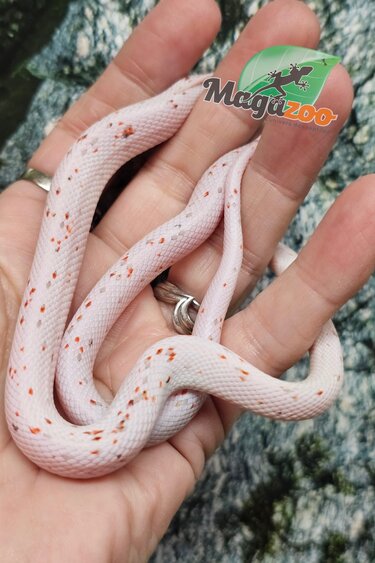 Magazoo Serpent des blés Palmetto Amel Bébé #3 ( léger gros  yeux) Mâle 8/8/25