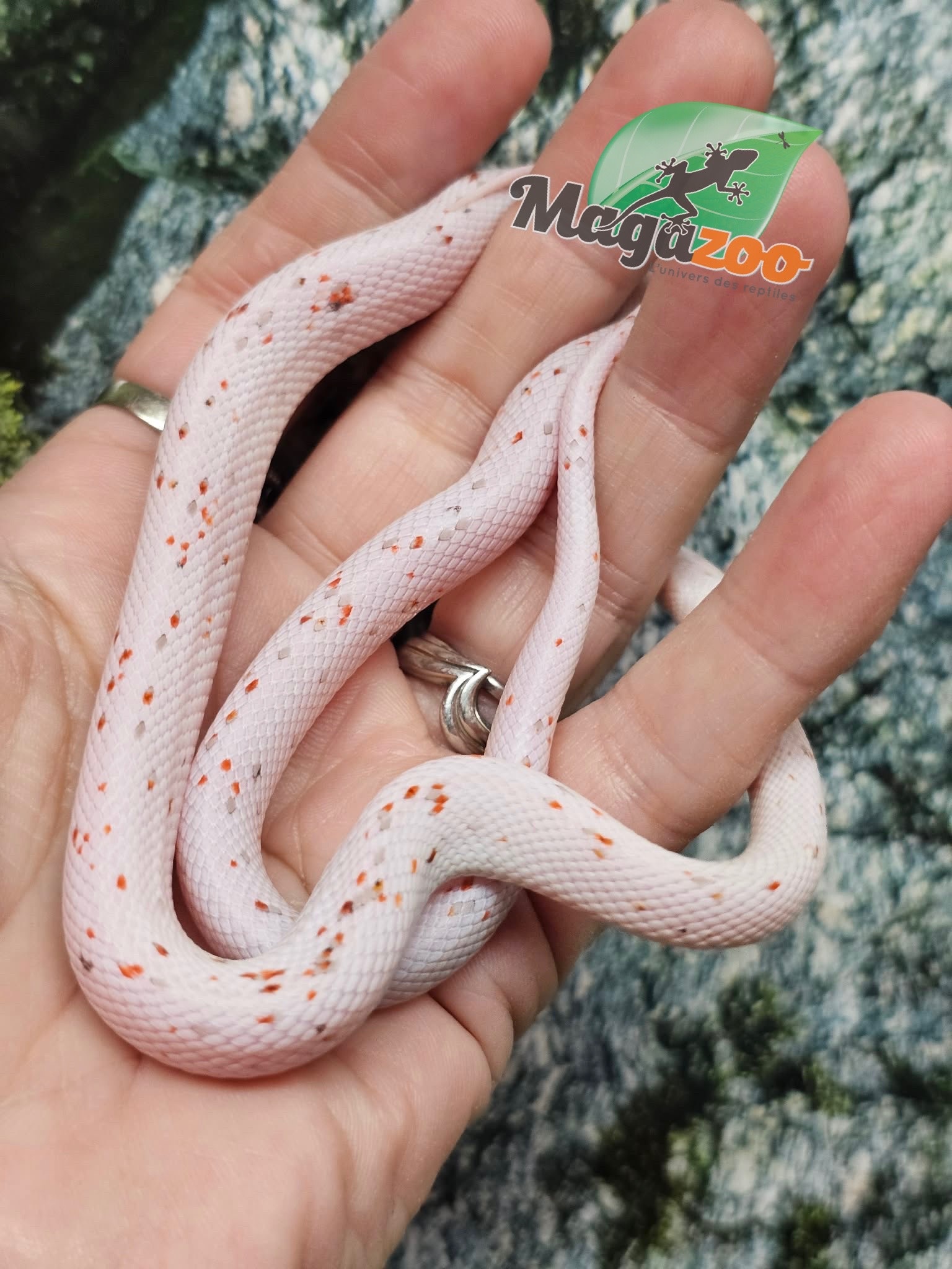 Magazoo Male Baby Palmetto Amel #3 (slight big eyes) 08/08/25