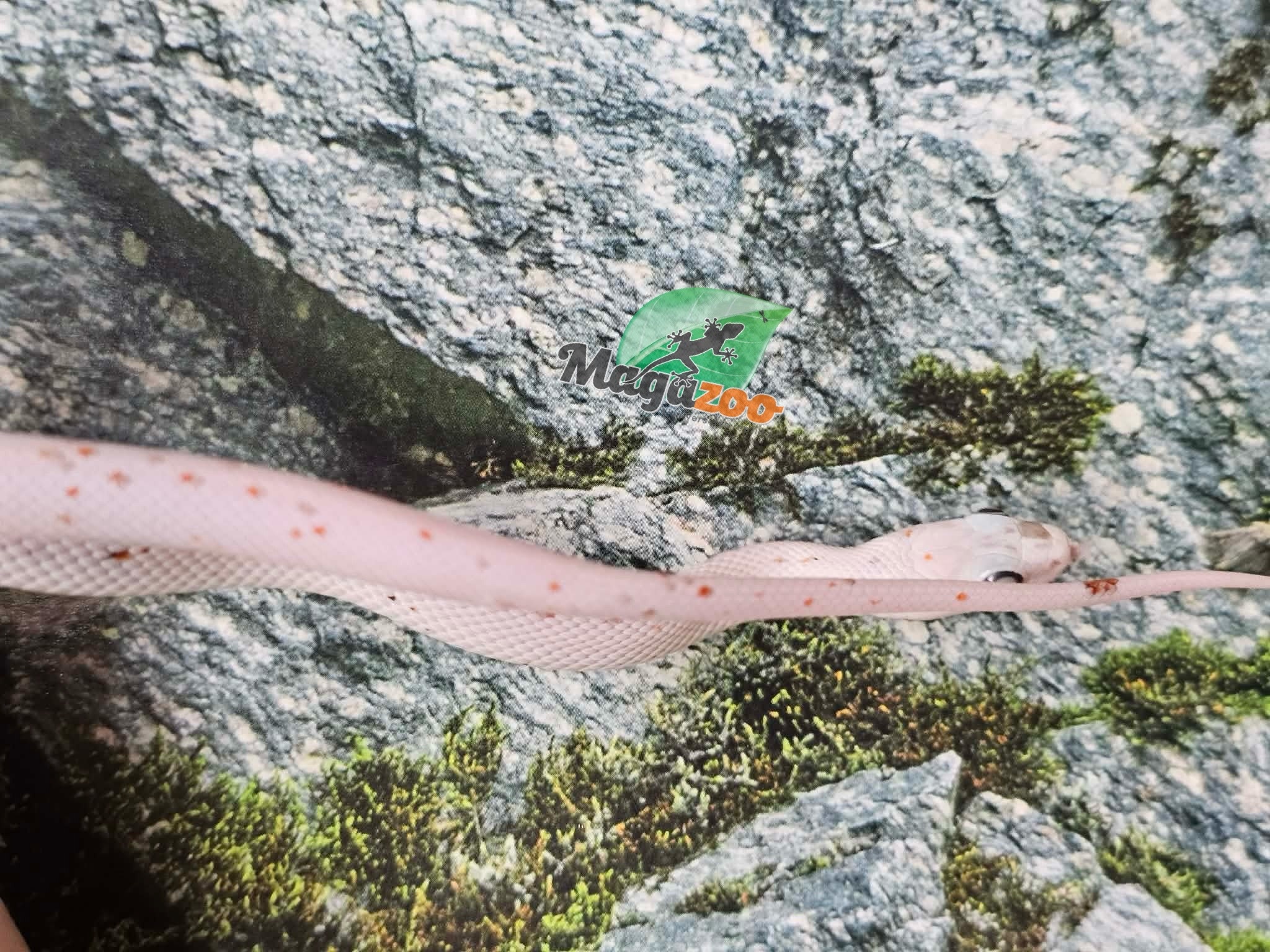 Magazoo Male Baby Palmetto Amel #3 (slight big eyes) 08/08/25