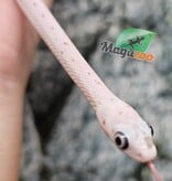 Magazoo Serpent des blés Palmetto Amel Bébé #3 ( léger gros  yeux) Mâle 8/8/25