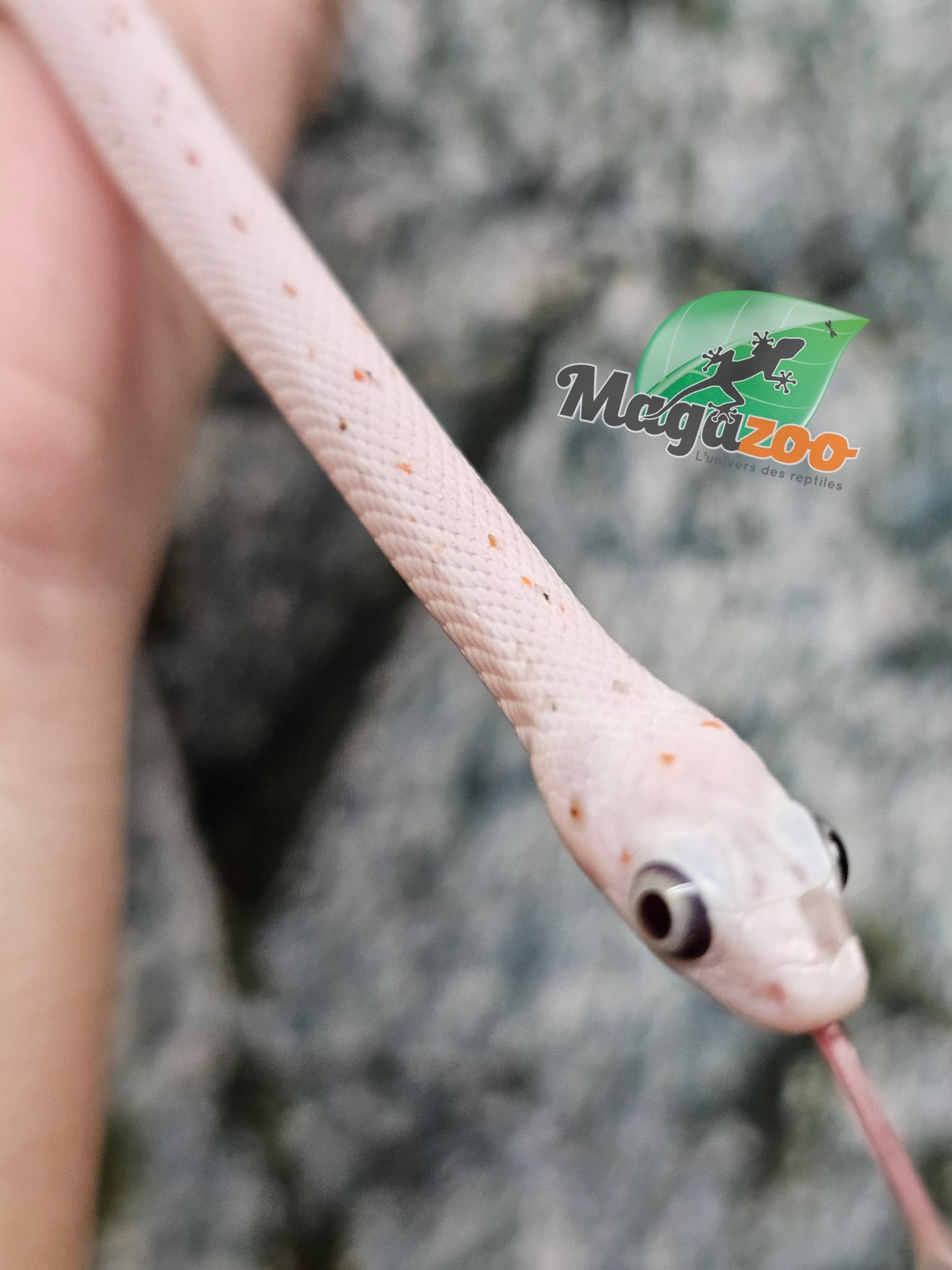 Magazoo Male Baby Palmetto Amel #3 (slight big eyes) 08/08/25