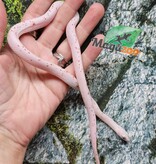Magazoo Serpent des blés Palmetto Amel Bébé #3 ( léger gros  yeux) Mâle 8/8/25