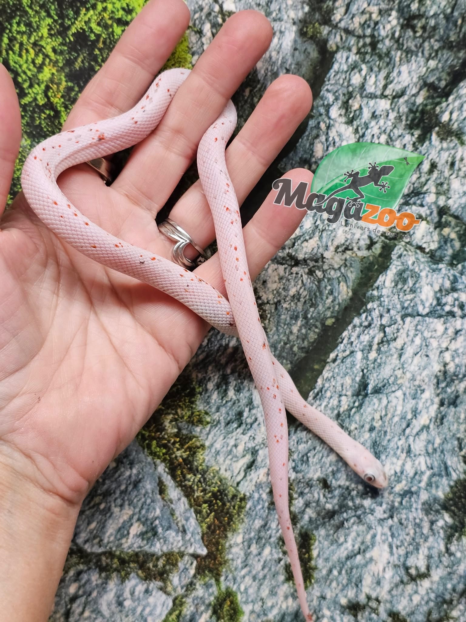 Magazoo Male Baby Palmetto Amel #3 (slight big eyes) 08/08/25