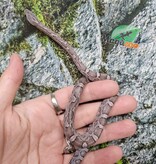 Magazoo Serpent des blés Charcoal mâle 27/08/25