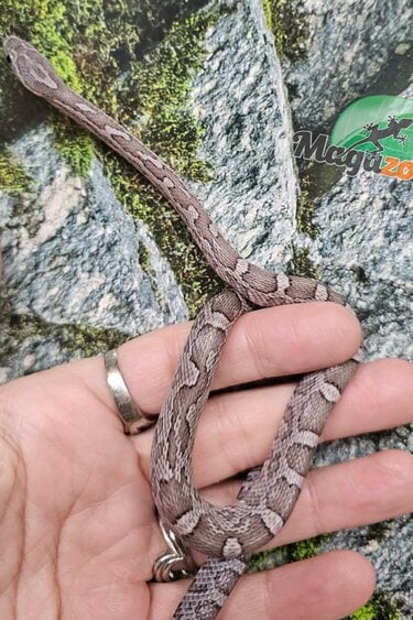 Magazoo Serpent des blés Charcoal mâle 27/08/25