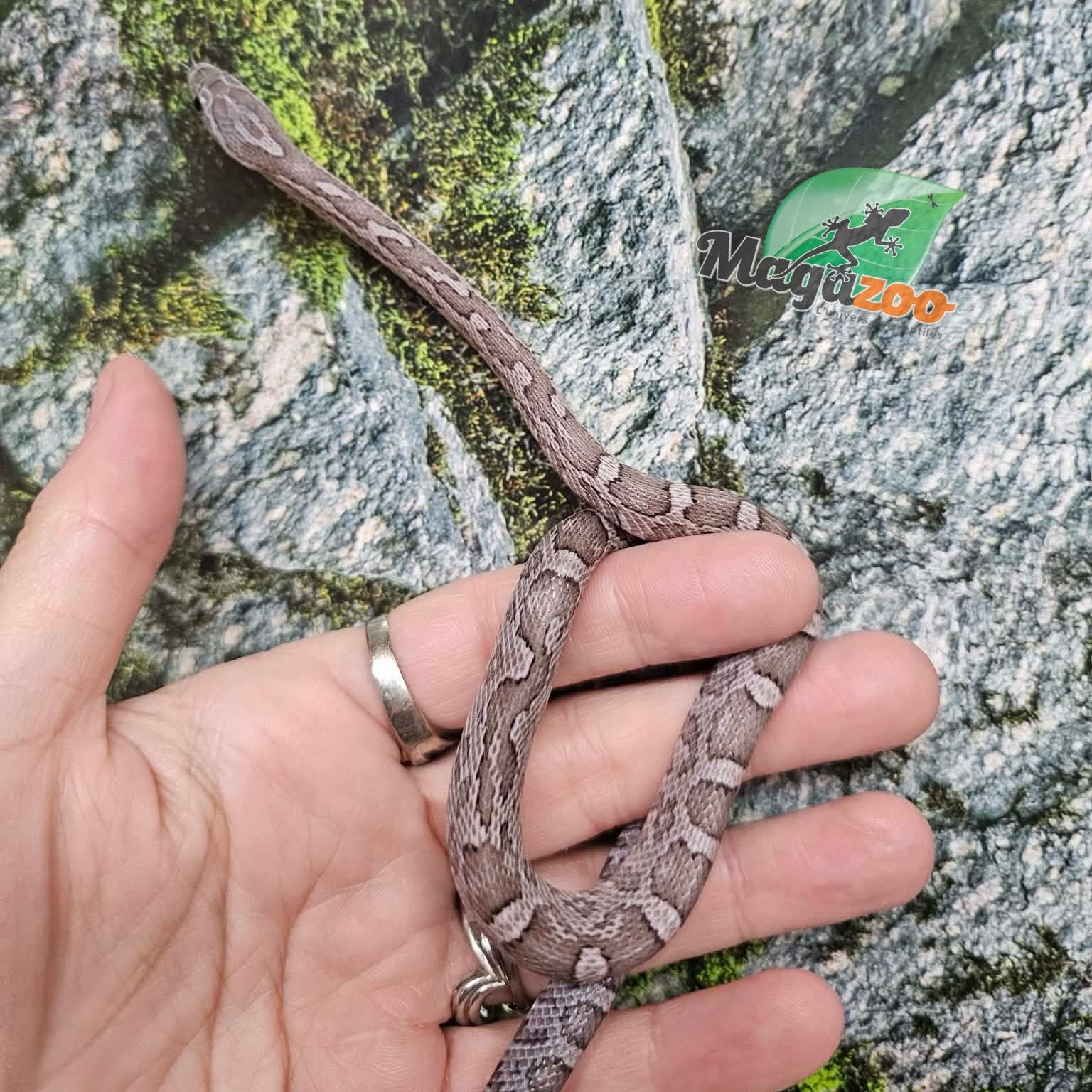 Magazoo Serpent des blés Charcoal mâle 27/08/25
