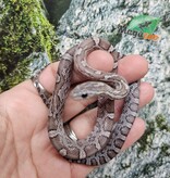 Magazoo Male Charcoal Corn snake 08/27/25