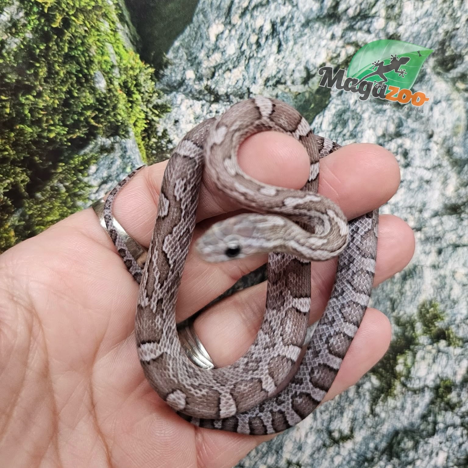 Magazoo Male Charcoal Corn snake 08/27/25