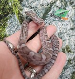 Magazoo Male Charcoal Corn snake 08/27/25