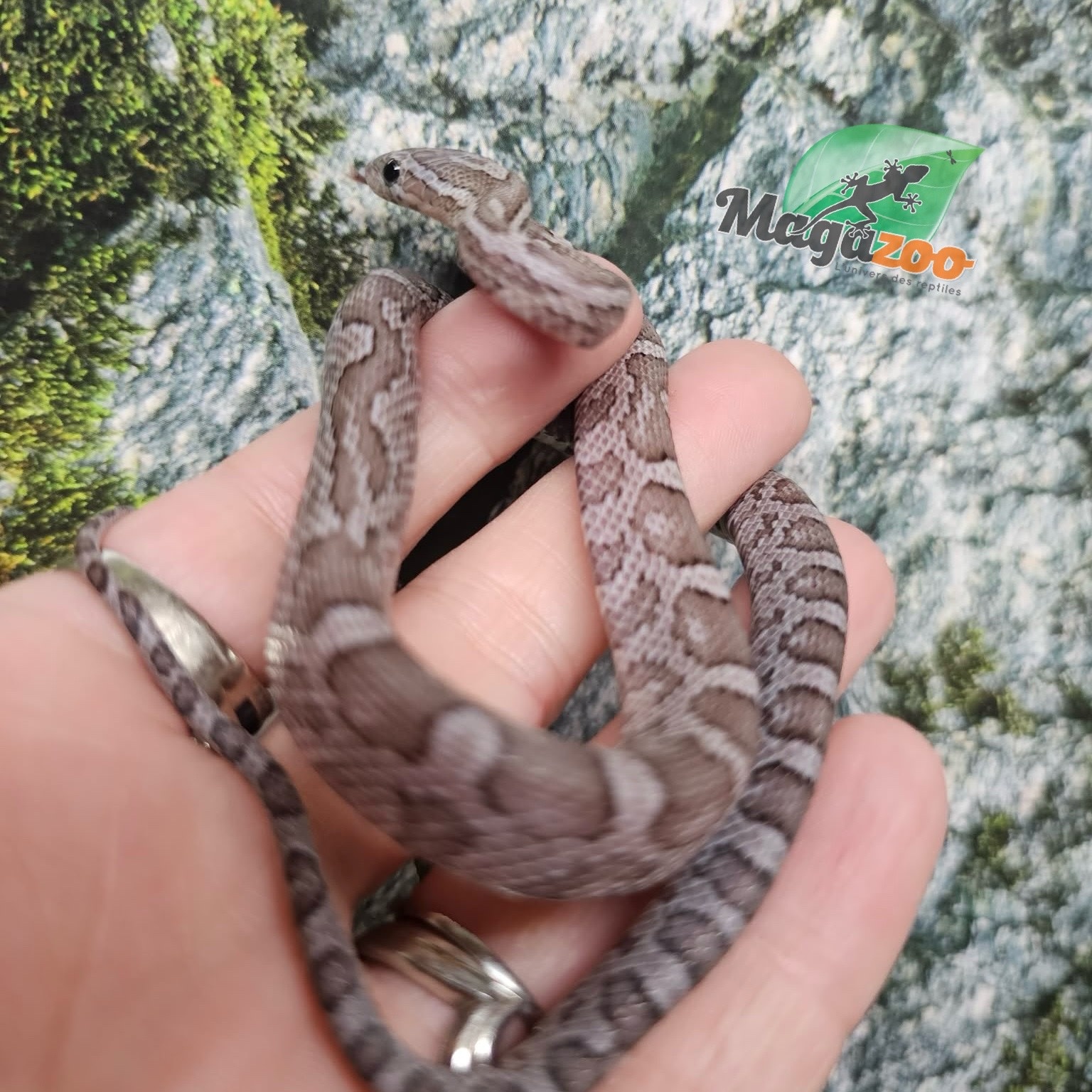Magazoo Male Charcoal Corn snake 08/27/25