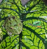 Magazoo Grenouille Cornue d'Argentine Matcha (Pac Man)