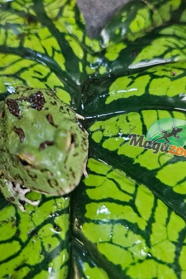 Magazoo Grenouille Cornue d'Argentine Matcha (Pac Man)